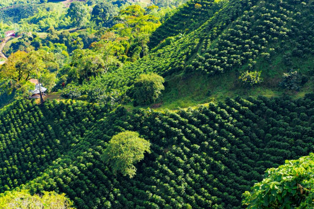 View of a Coffe Plantation in Manizalez, Colombia