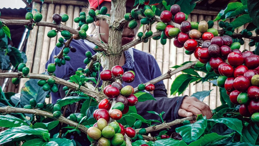 Experience The Best of Colombia's Coffee Zone