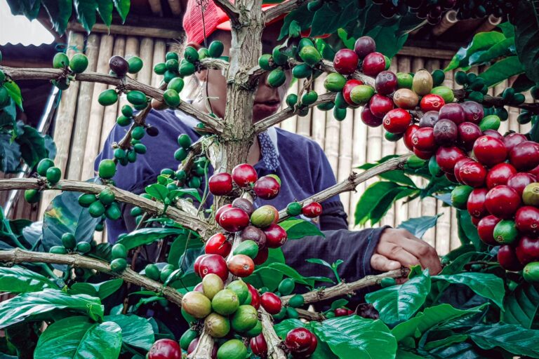 Experience The Best of Colombia's Coffee Zone